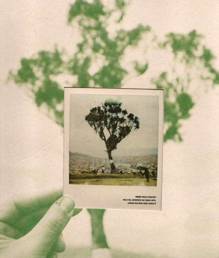 Palo del Ahorcado. De la raíz ...