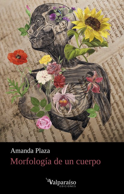 Morfología de un cuerpo